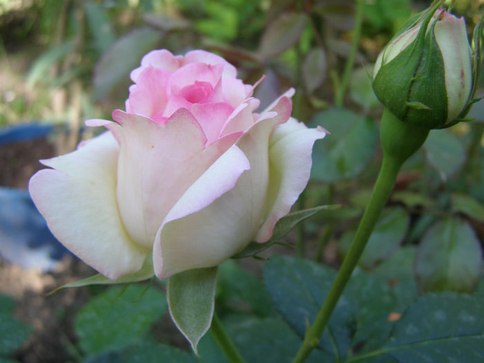 P1018163