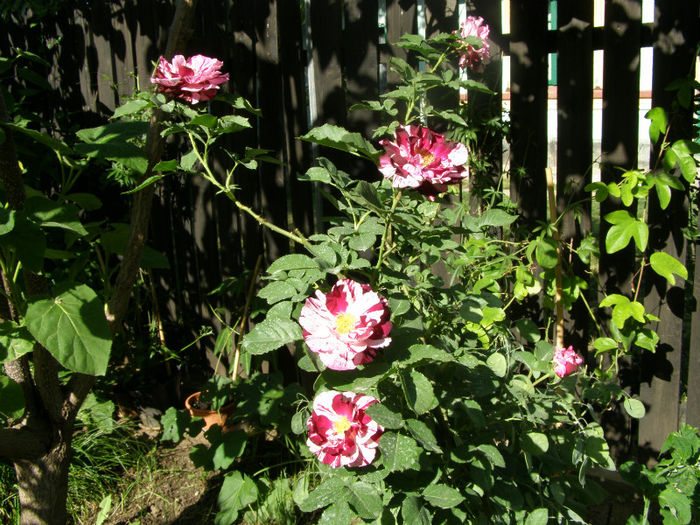 P1018165