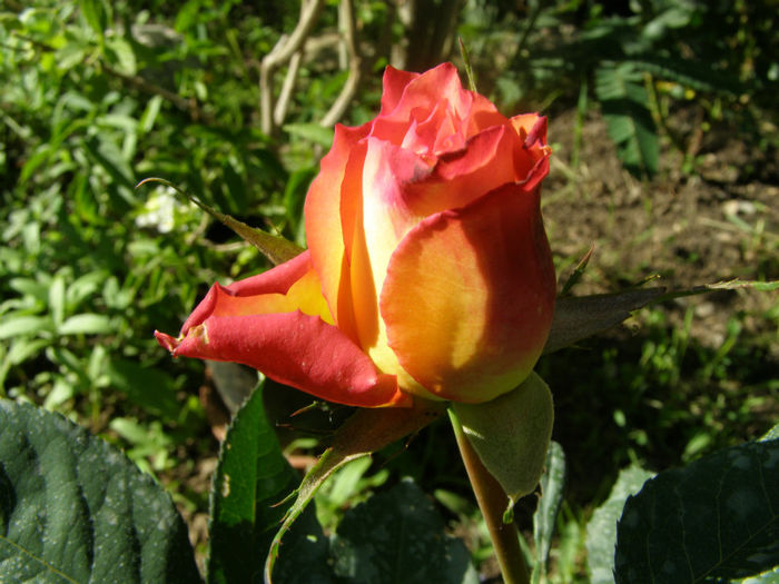P1018166