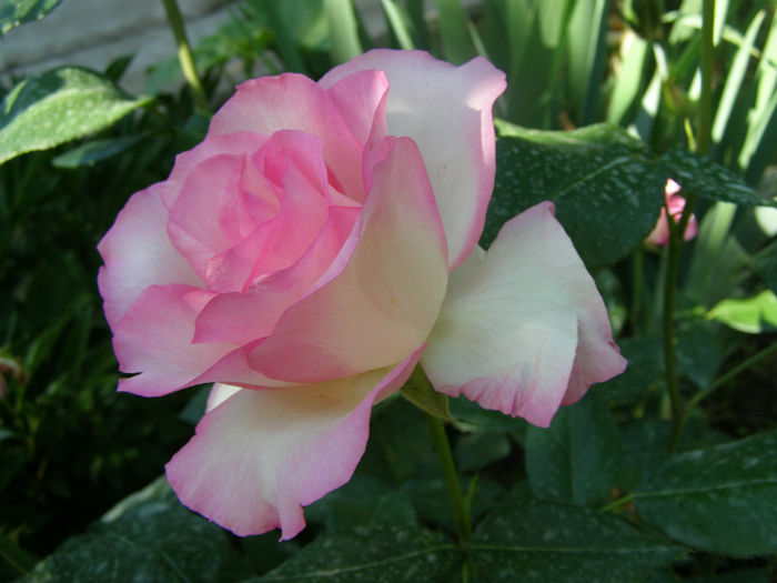 P1018167