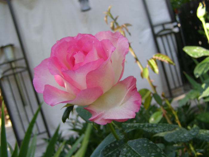 P1018169