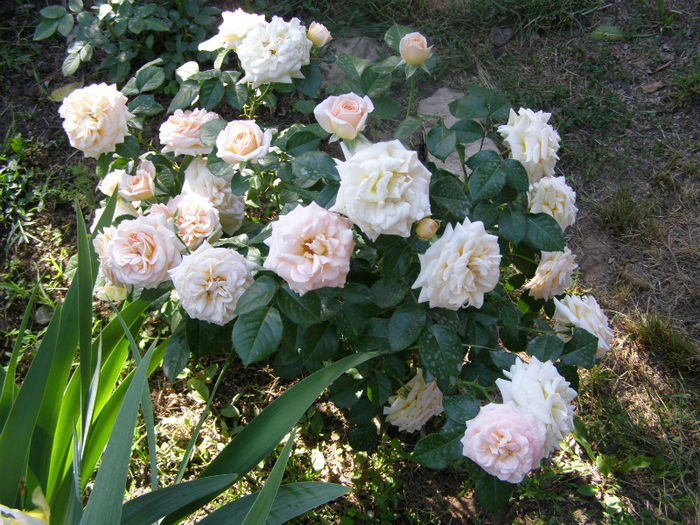P1018170