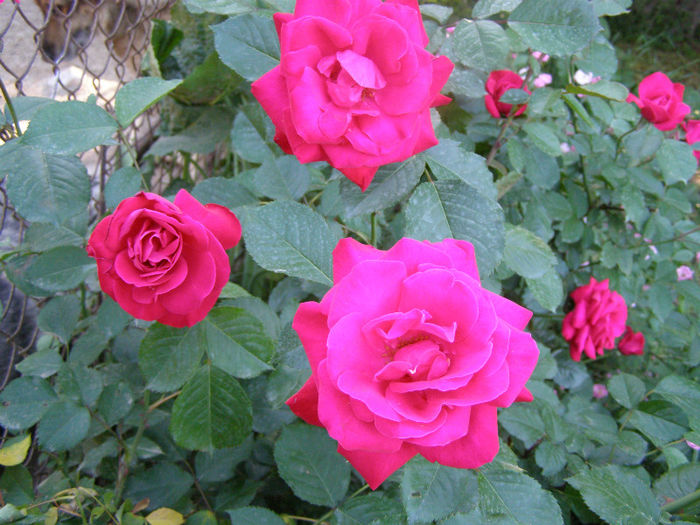 P1018175