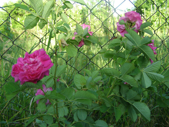 P1018179