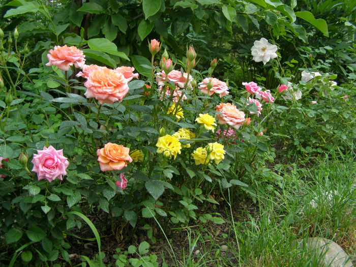 P1018183