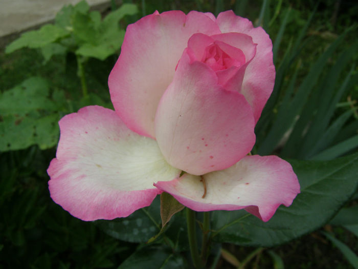 P1018193