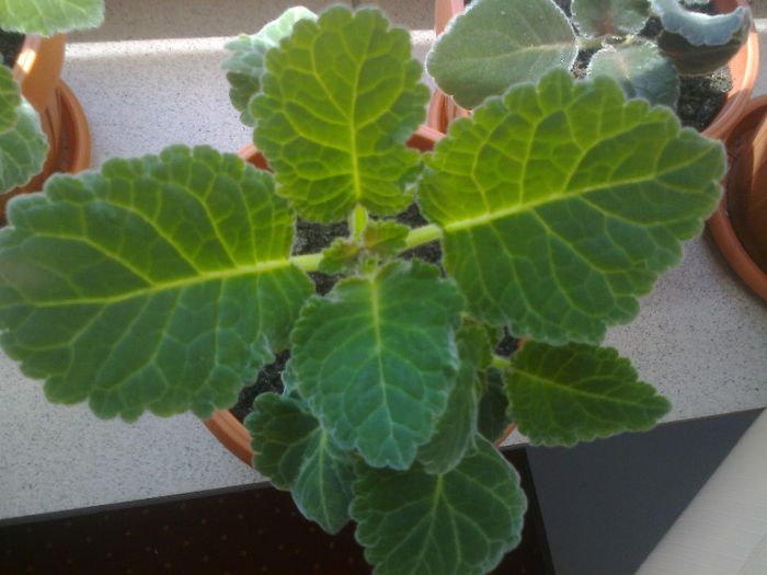 crestem frumos - Gloxinii 2013