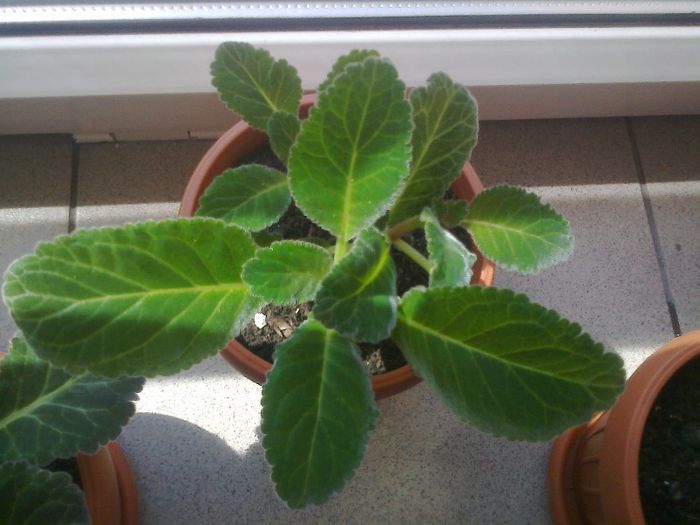 Fotografie0922 - Gloxinii 2013