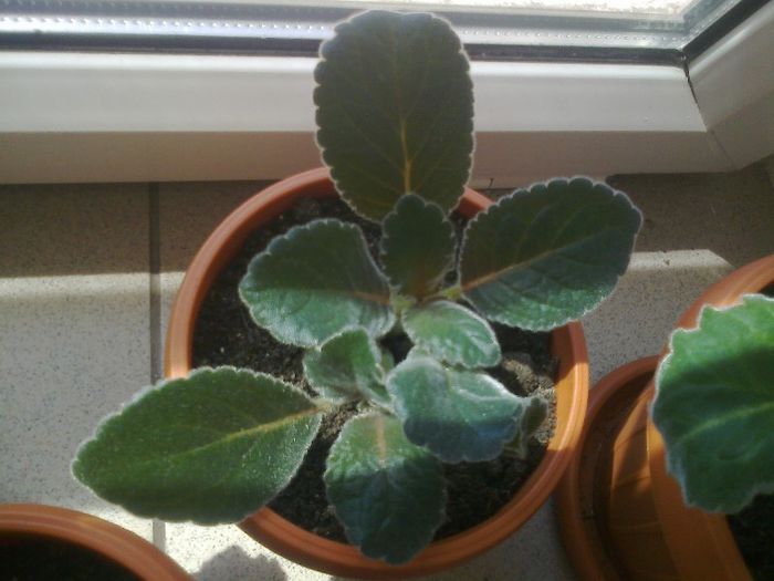 Fotografie0923 - Gloxinii 2013