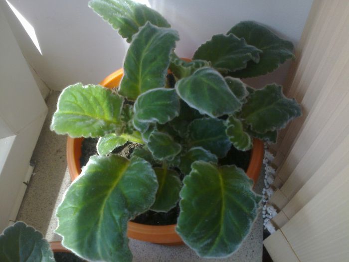 Fotografie0924 - Gloxinii 2013