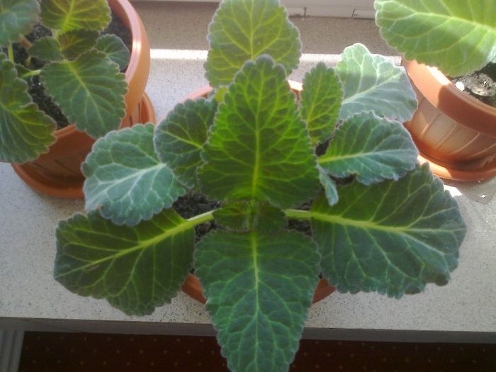 Fotografie0925 - Gloxinii 2013