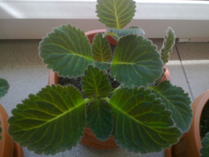 Fotografie0926 - Gloxinii 2013