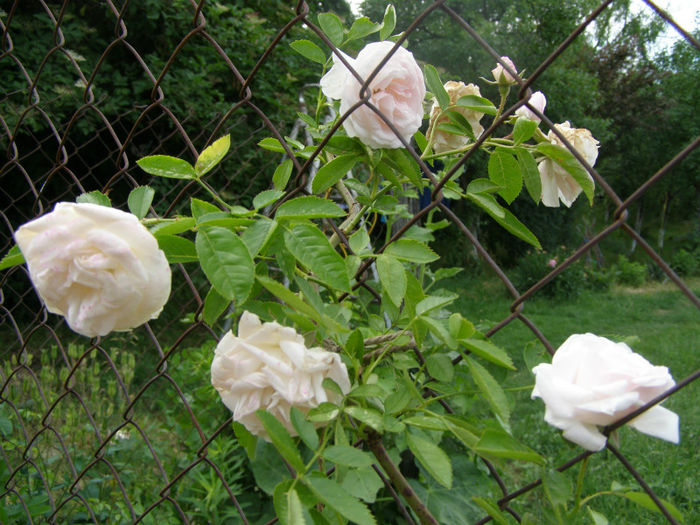 P1018203