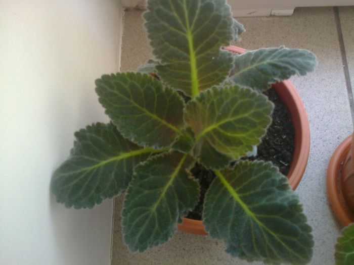 Fotografie0928 - Gloxinii 2013