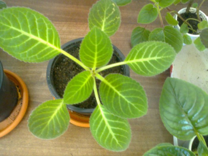 avem bobocei mici - Gloxinii 2013