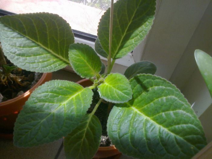 avem bobocei marisori - Gloxinii 2013