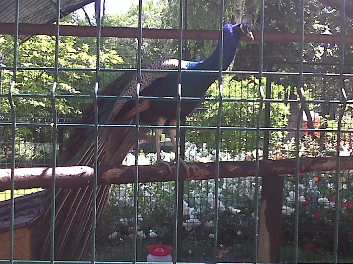 IMG00809-20130531-1455