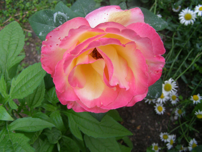P1018252