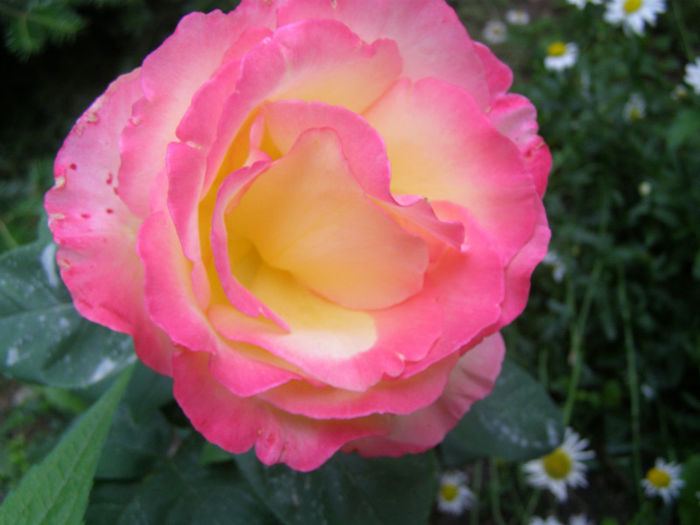 P1018255