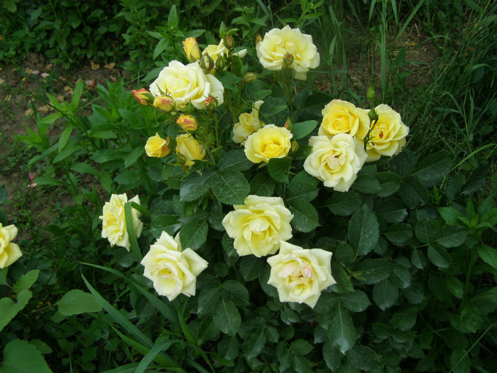 P1018268