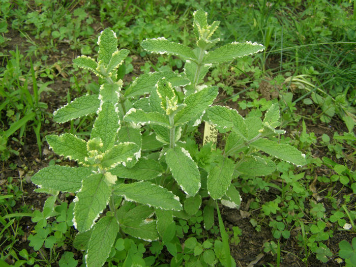 Menta bicolora