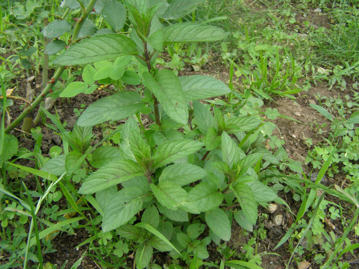 Menta - Gradina de legume si aromatice