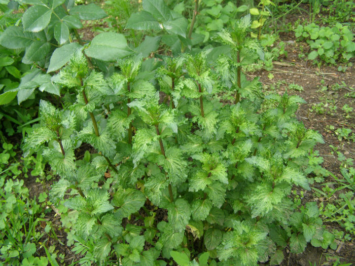 Menta - Gradina de legume si aromatice