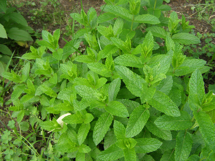 Menta - Gradina de legume si aromatice