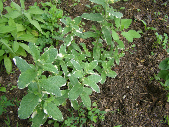 Salvie - Gradina de legume si aromatice