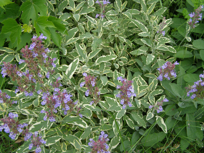 Salvie bicolora - Gradina de legume si aromatice