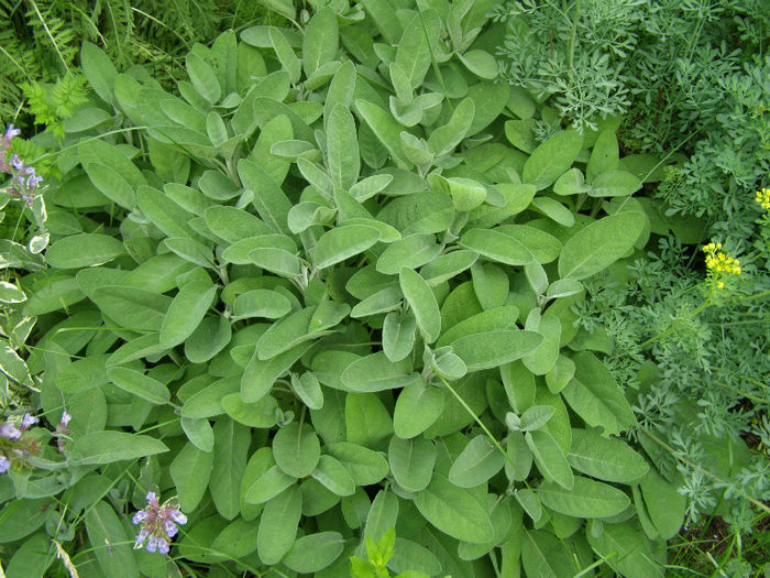 Salvie italieneasca - Gradina de legume si aromatice