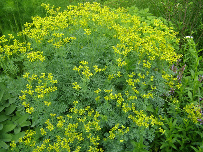 Ruta - Gradina de legume si aromatice