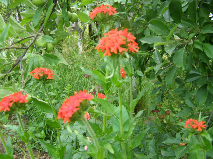 P1018212 - Gradina 2013