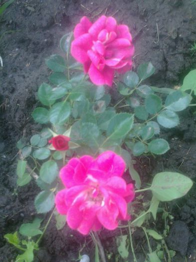 Rose Gaujard