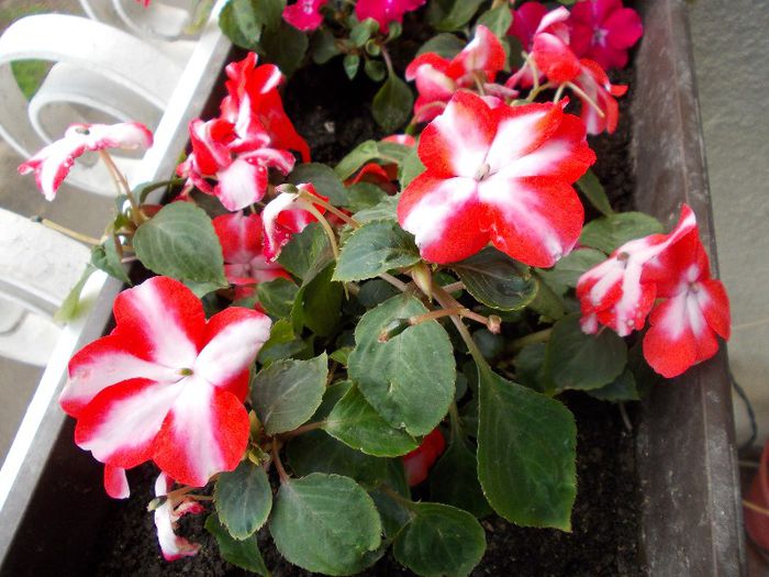 DSCN1154 - impatiens