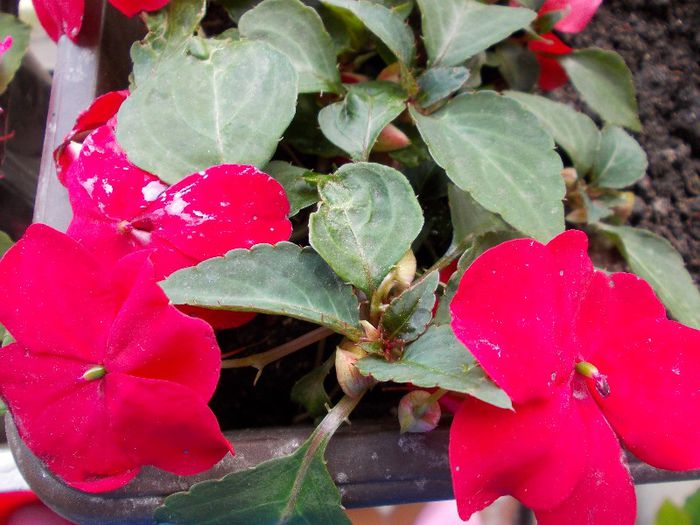 DSCN1156 - impatiens