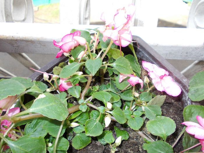 DSCN1159 - impatiens