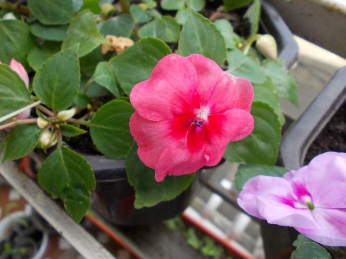 DSCN1161 - impatiens