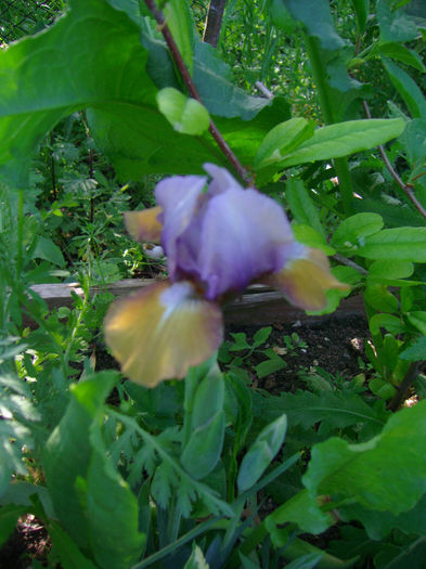 iris pumilla