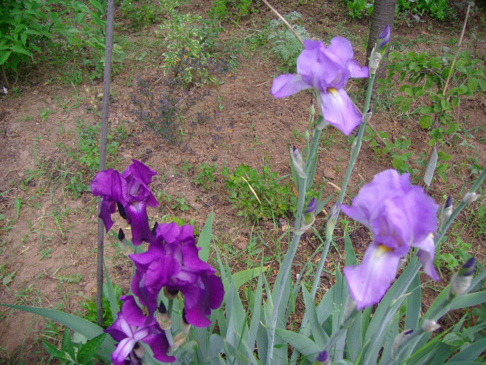 irisi germanica - Flori