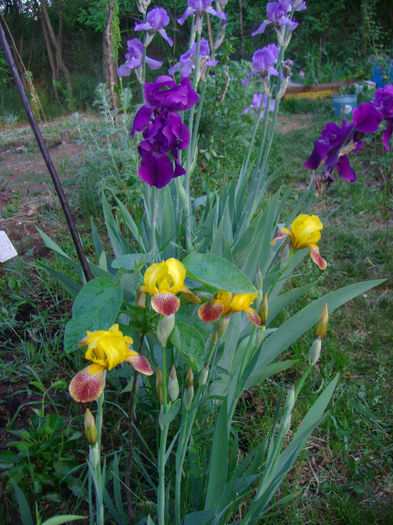 irisi germanica 7 ron/buc - Flori