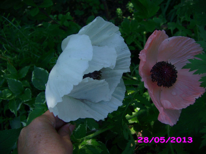 mac oriental indisponibil; Indisponibil
