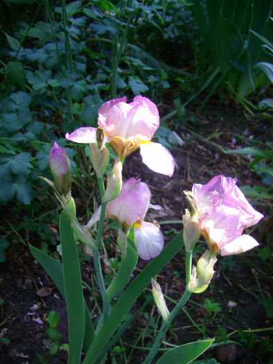 iris pumilla 5 roni epuizat - Flori