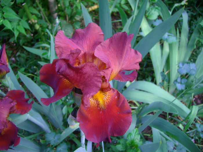 iris germanica indisponibil - Flori