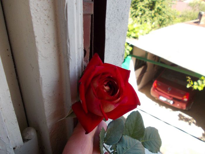DSCN1043 - trandafiri