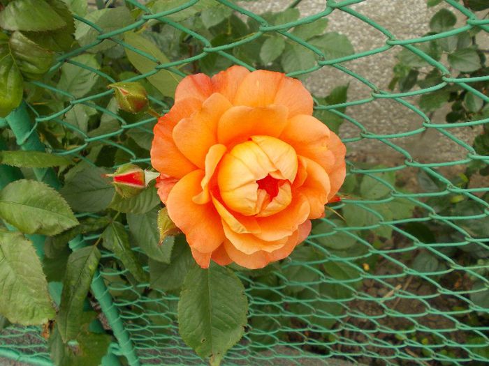 DSCN1115 - trandafiri
