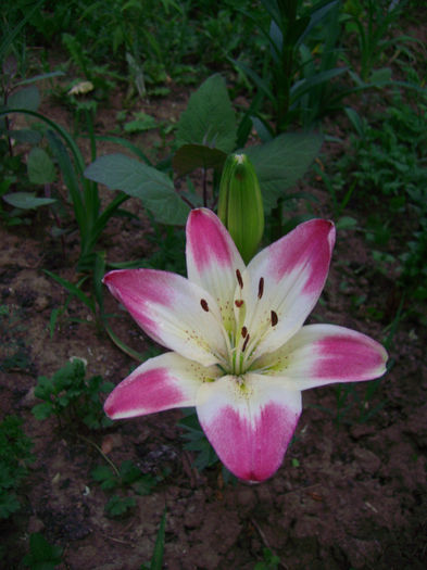 IMG_3393 - Floricelele mele 2013