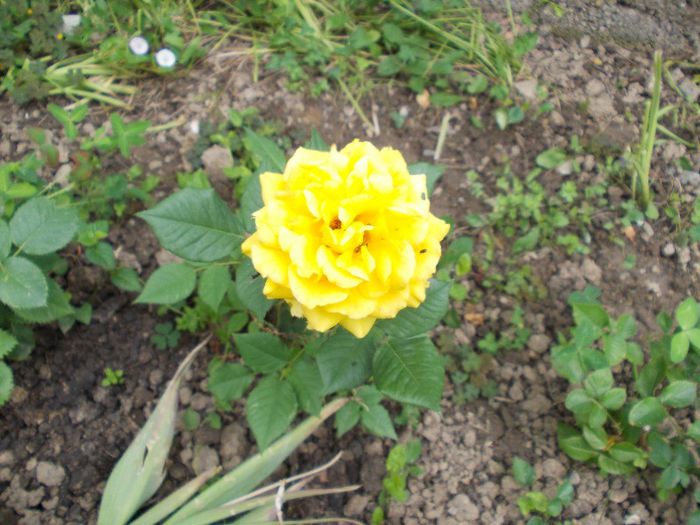 DSCN1130 - trandafiri