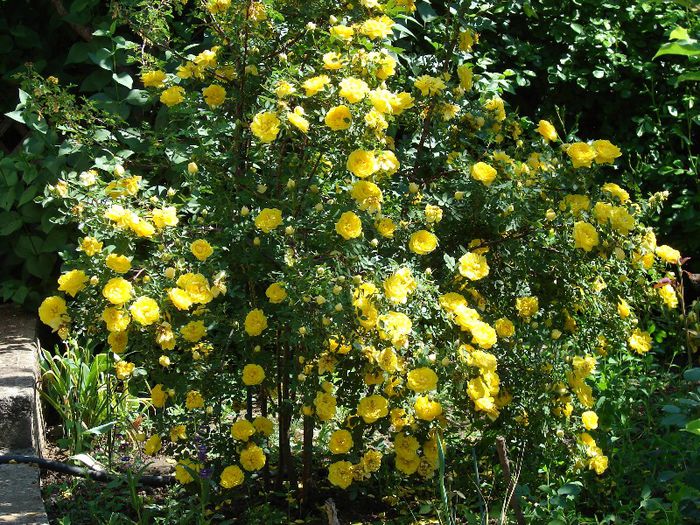 DSC02501 - Persian yellow feotida