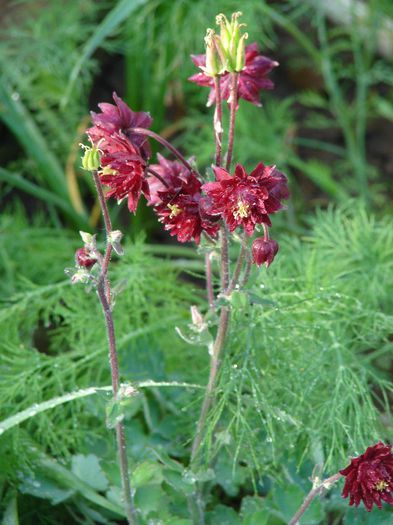 DSC02607 - Aquilegia